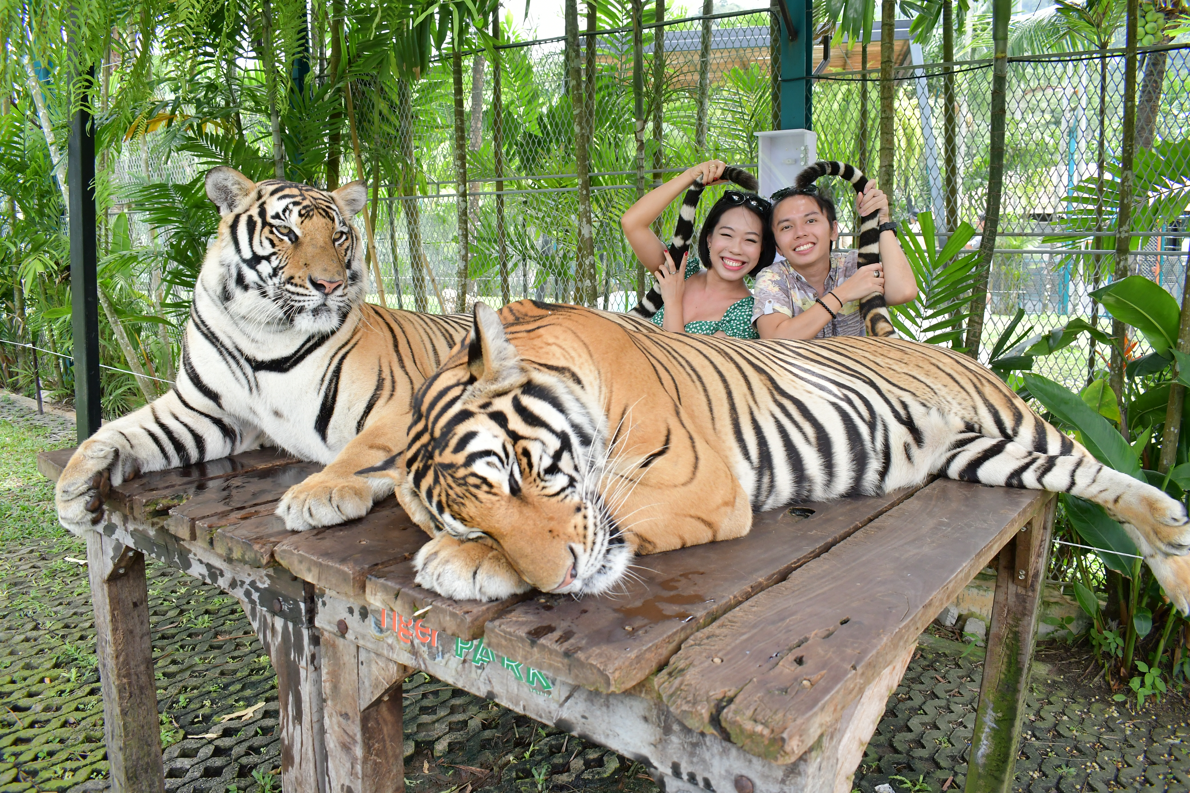Tiger Gallery Image