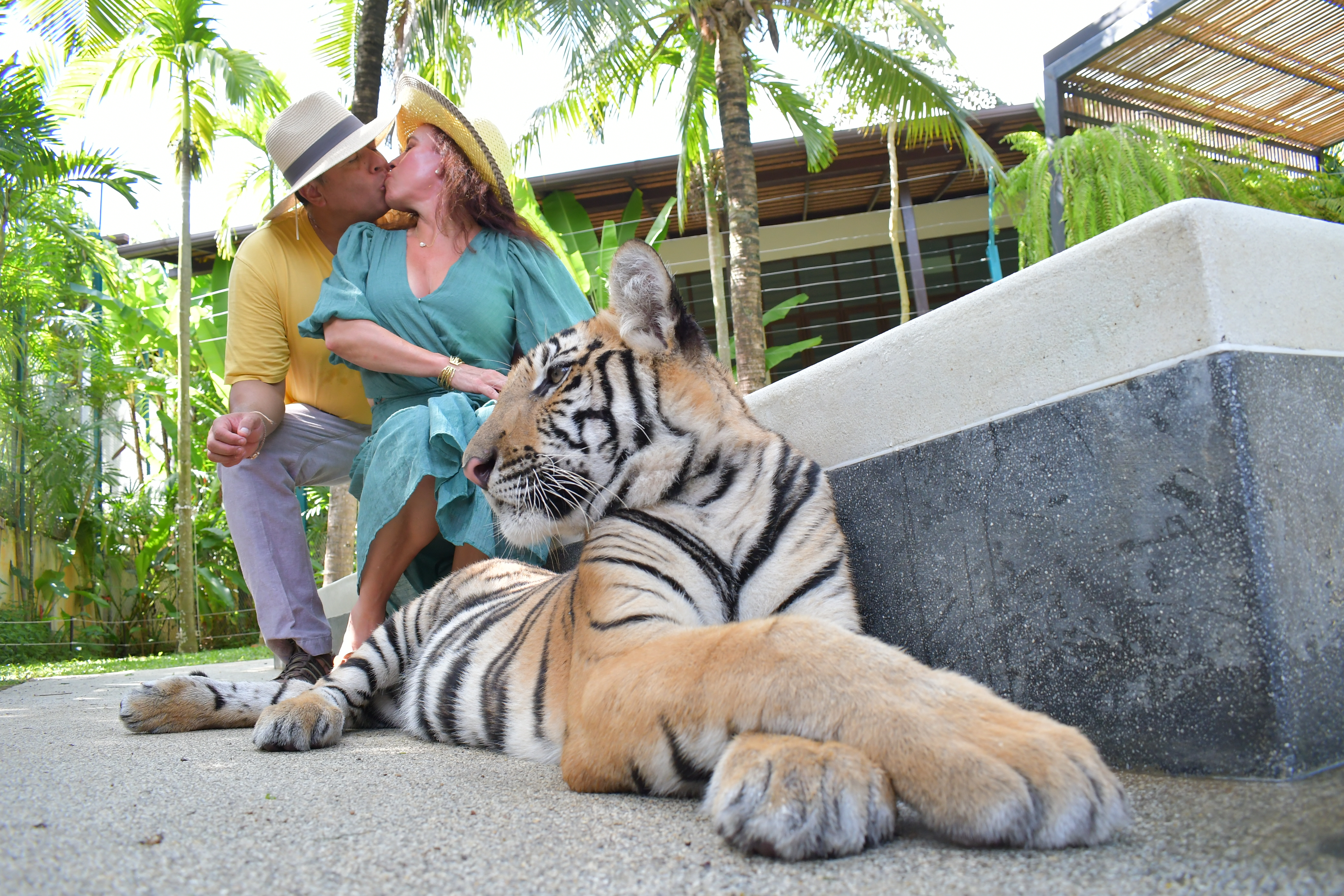 Tiger Gallery Image