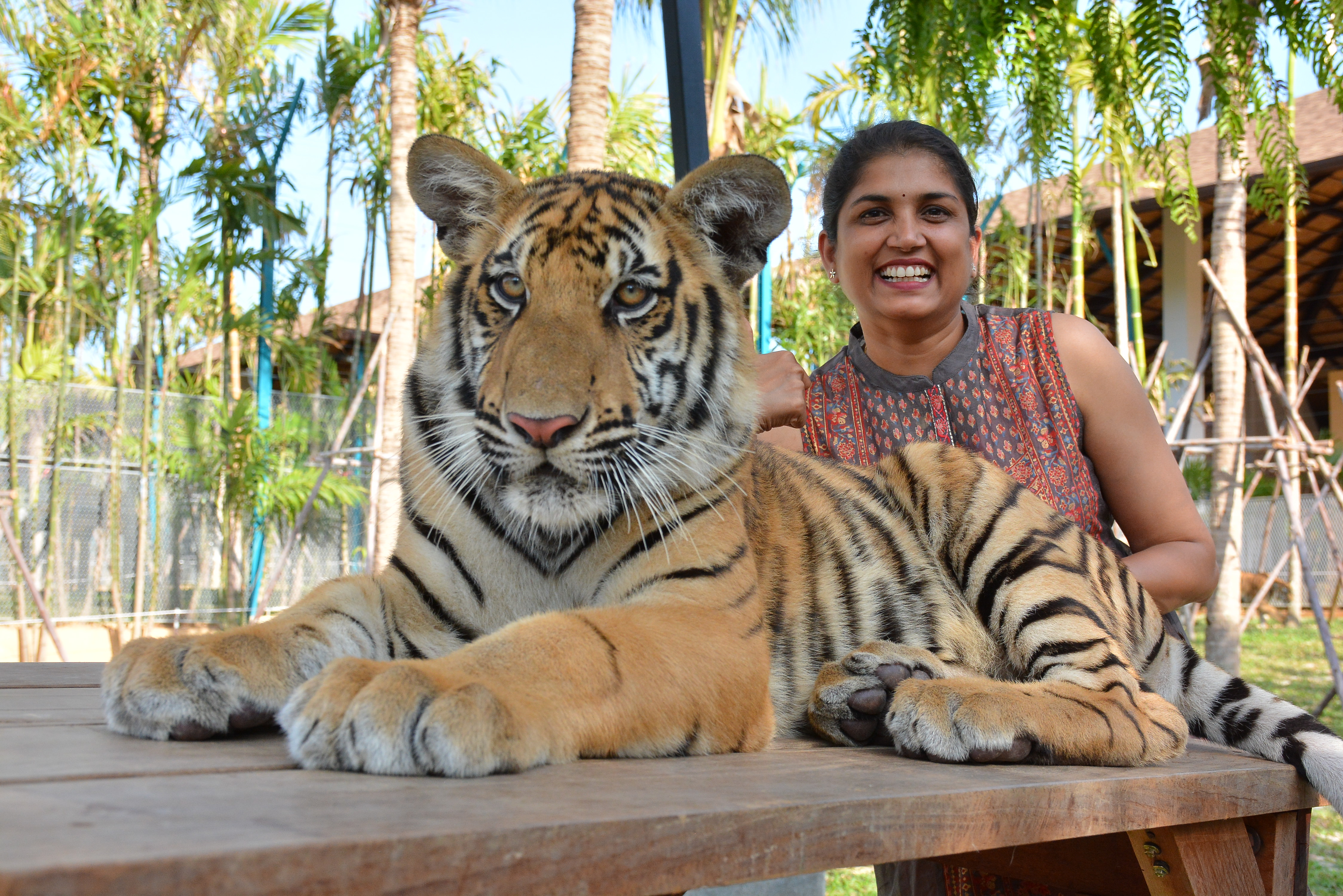 Tiger Gallery Image