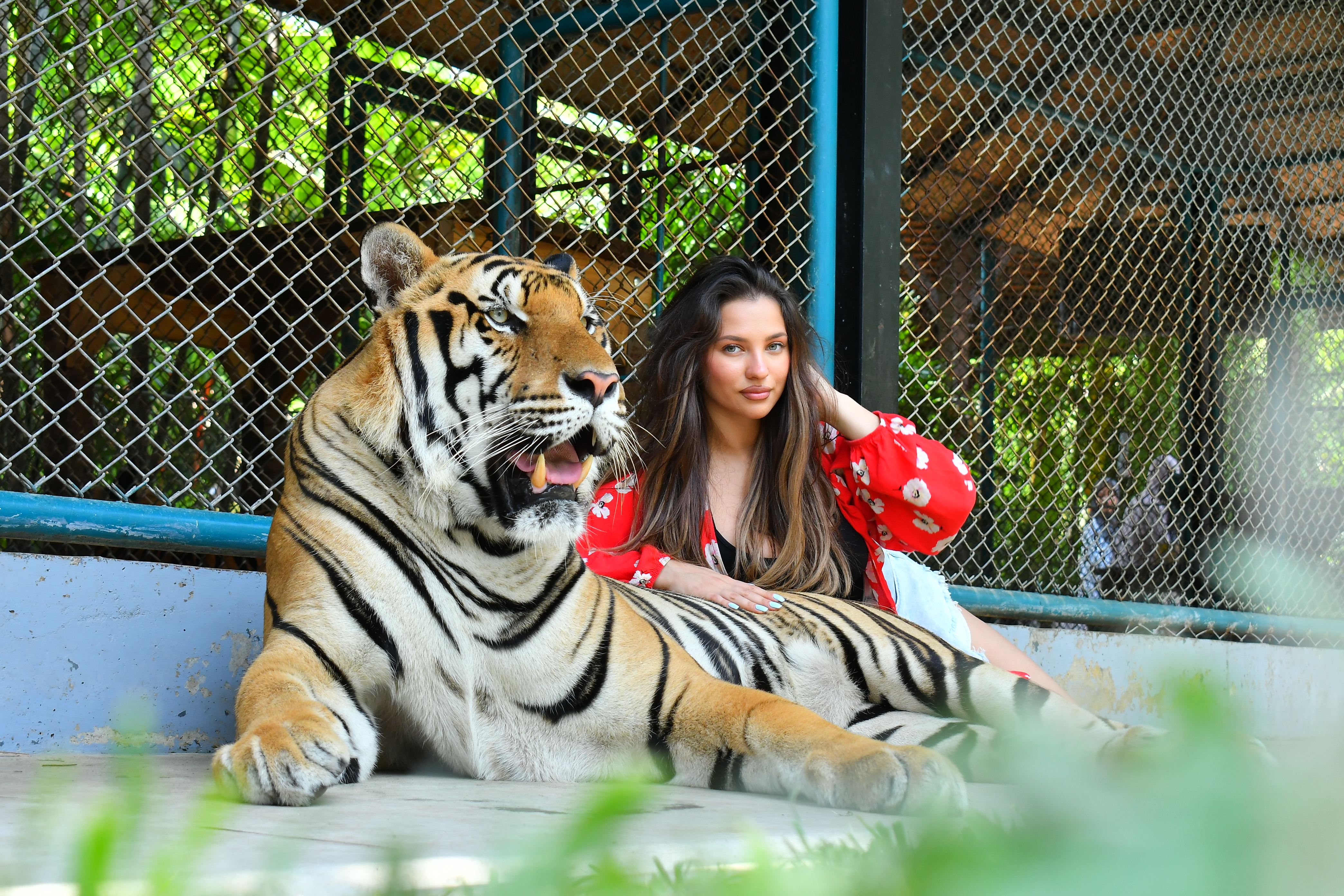 Tiger Gallery Image