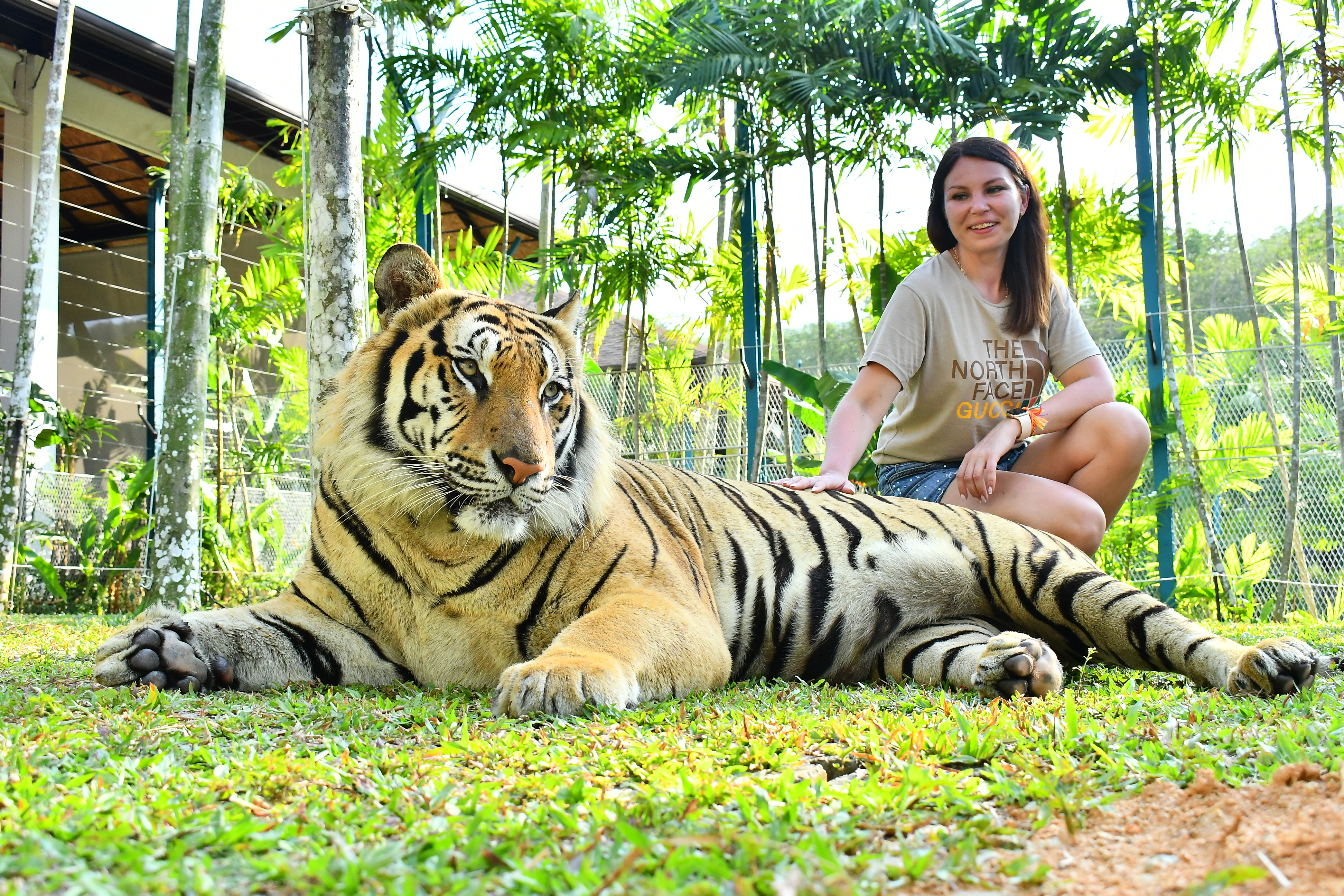 Tiger Gallery Image
