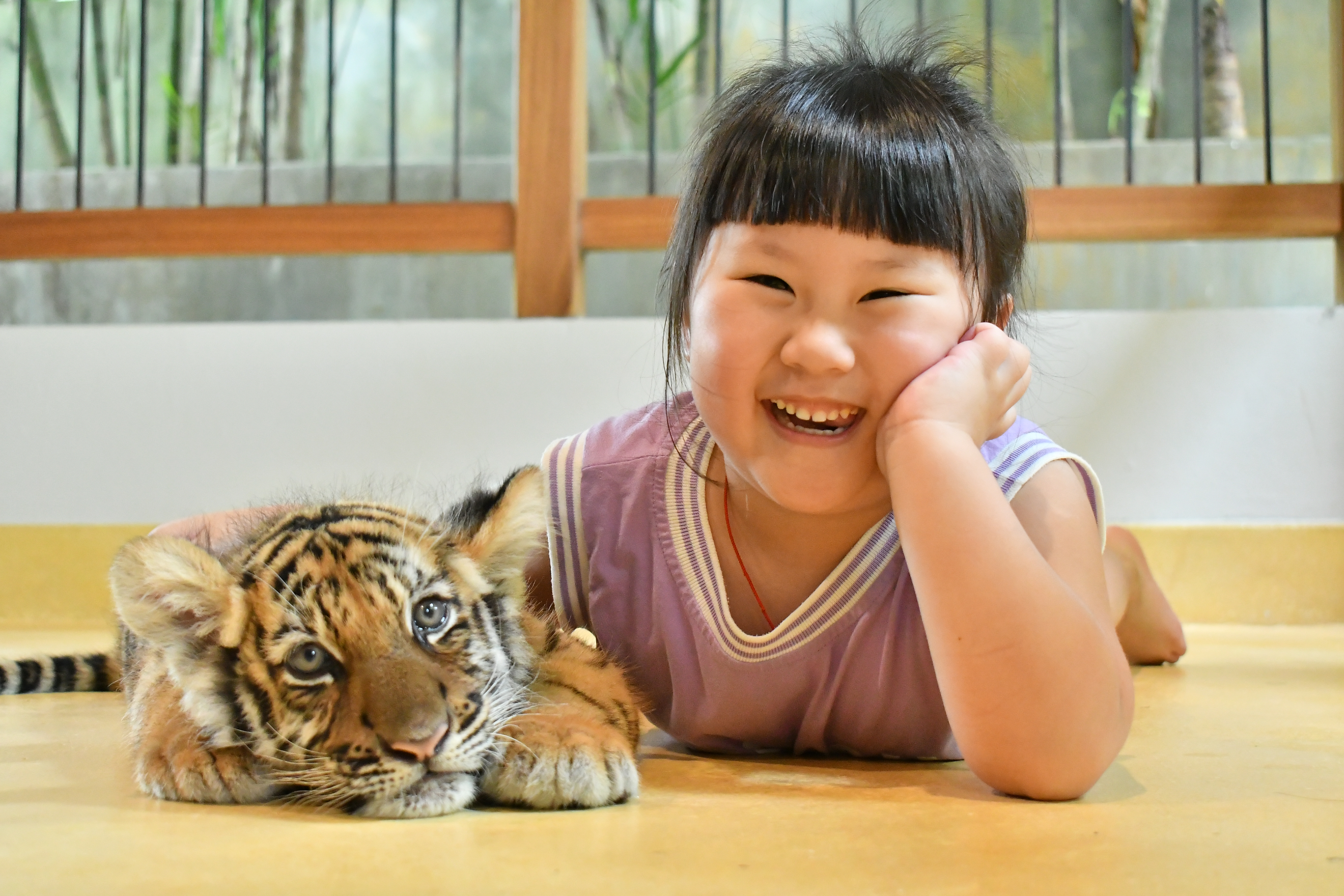 Tiger Gallery Image