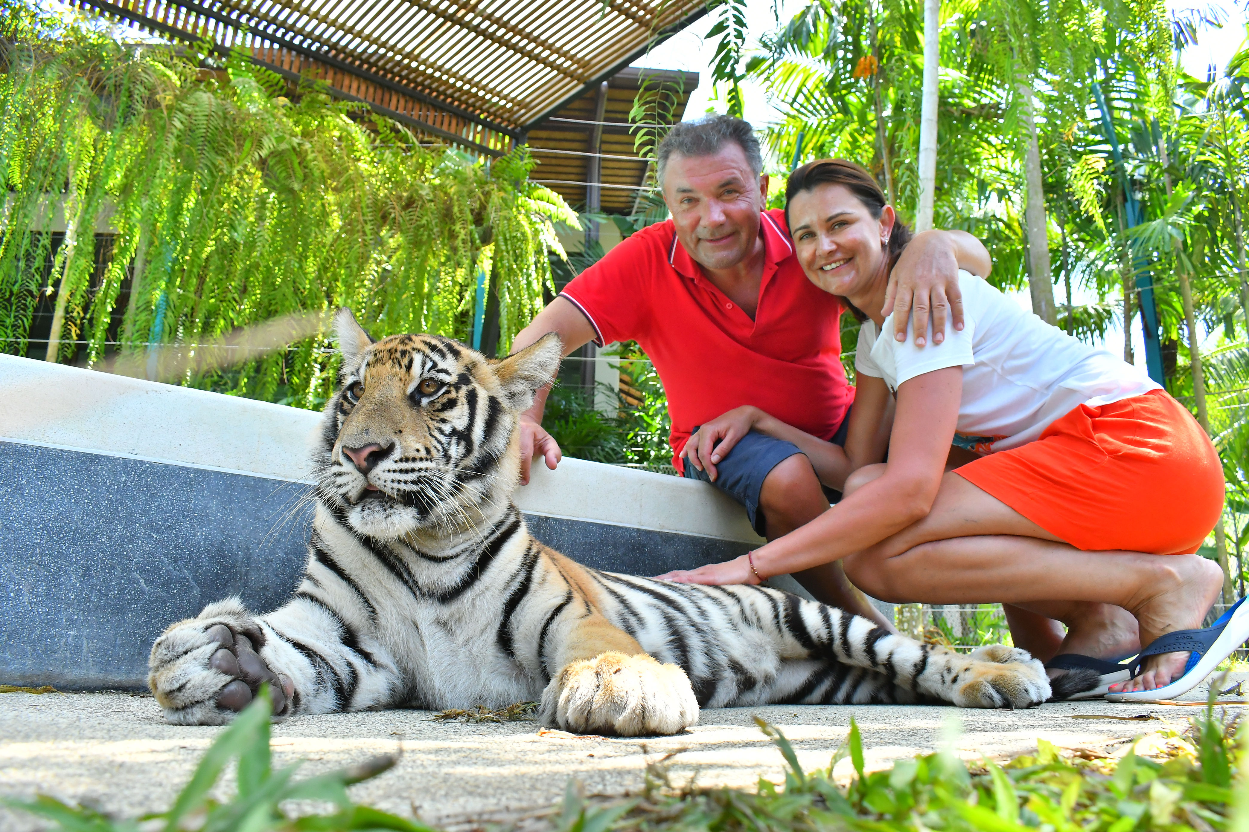 Tiger Gallery Image
