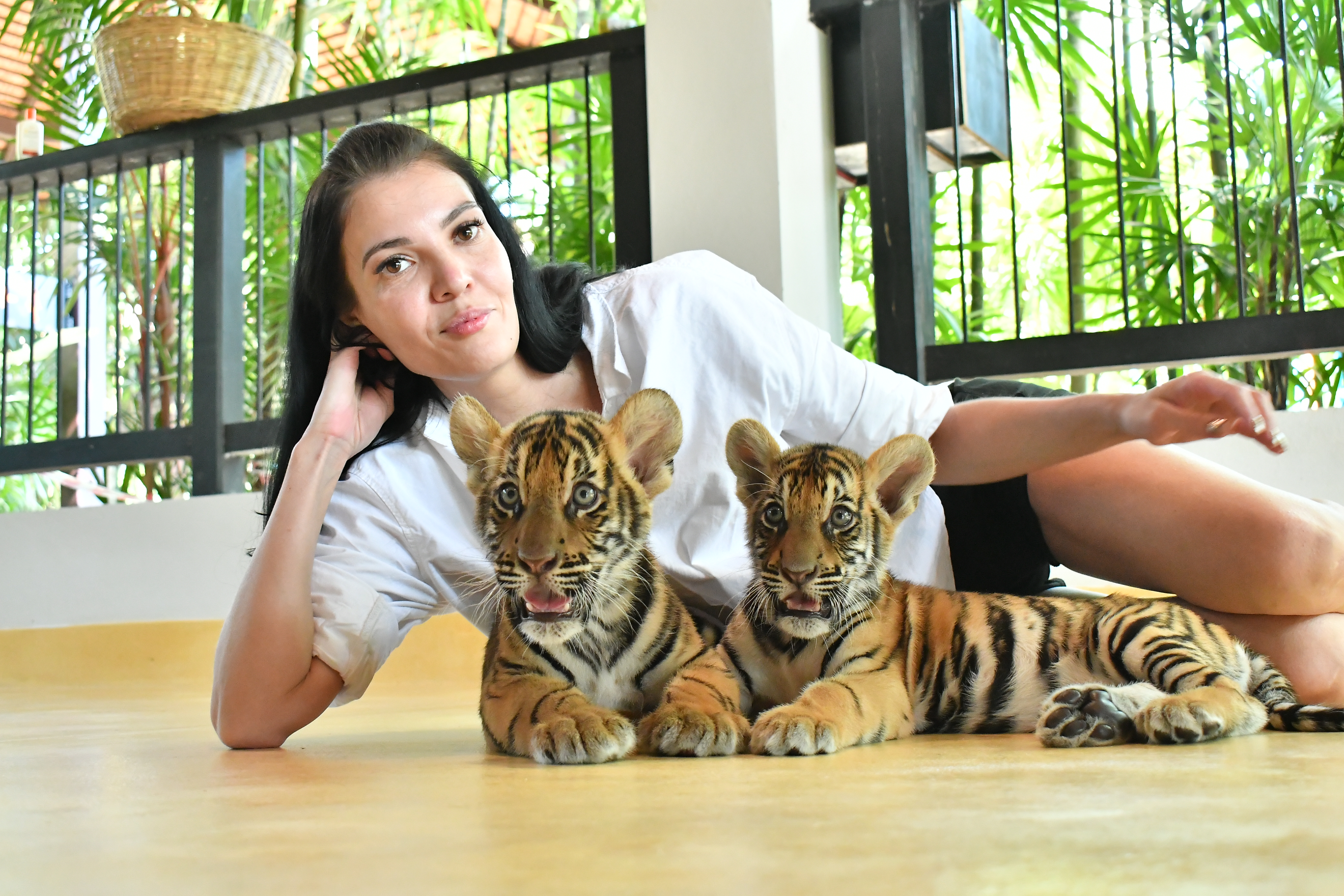 Tiger Gallery Image