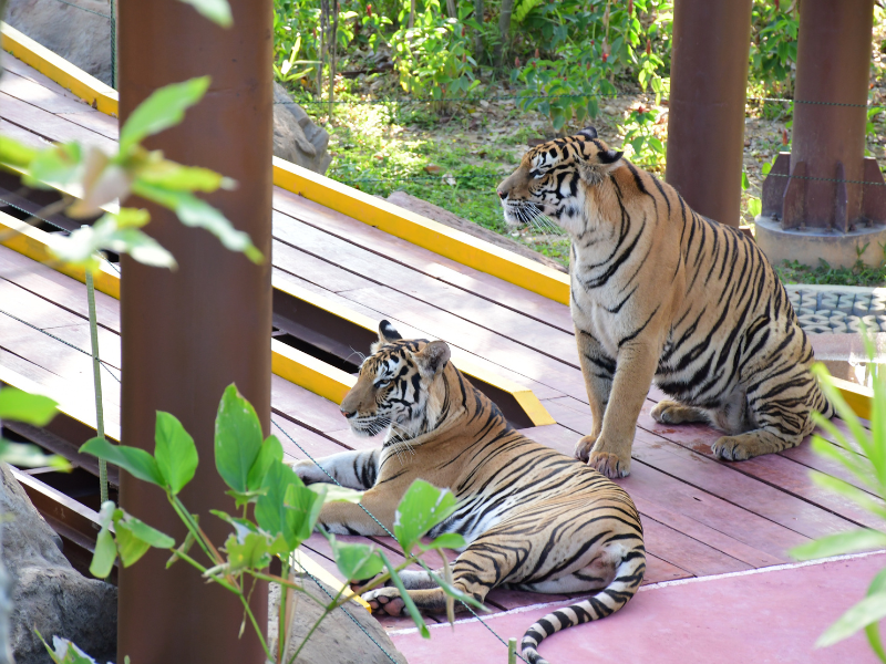 Tiger Gallery Image