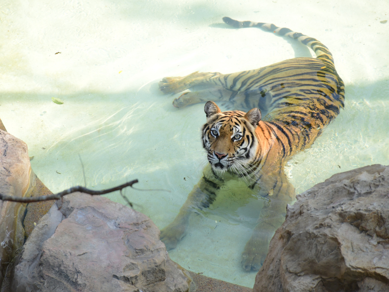 Tiger Gallery Image