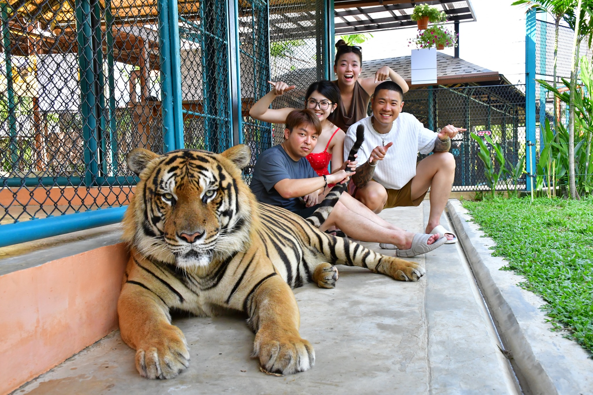 Tiger Gallery Image