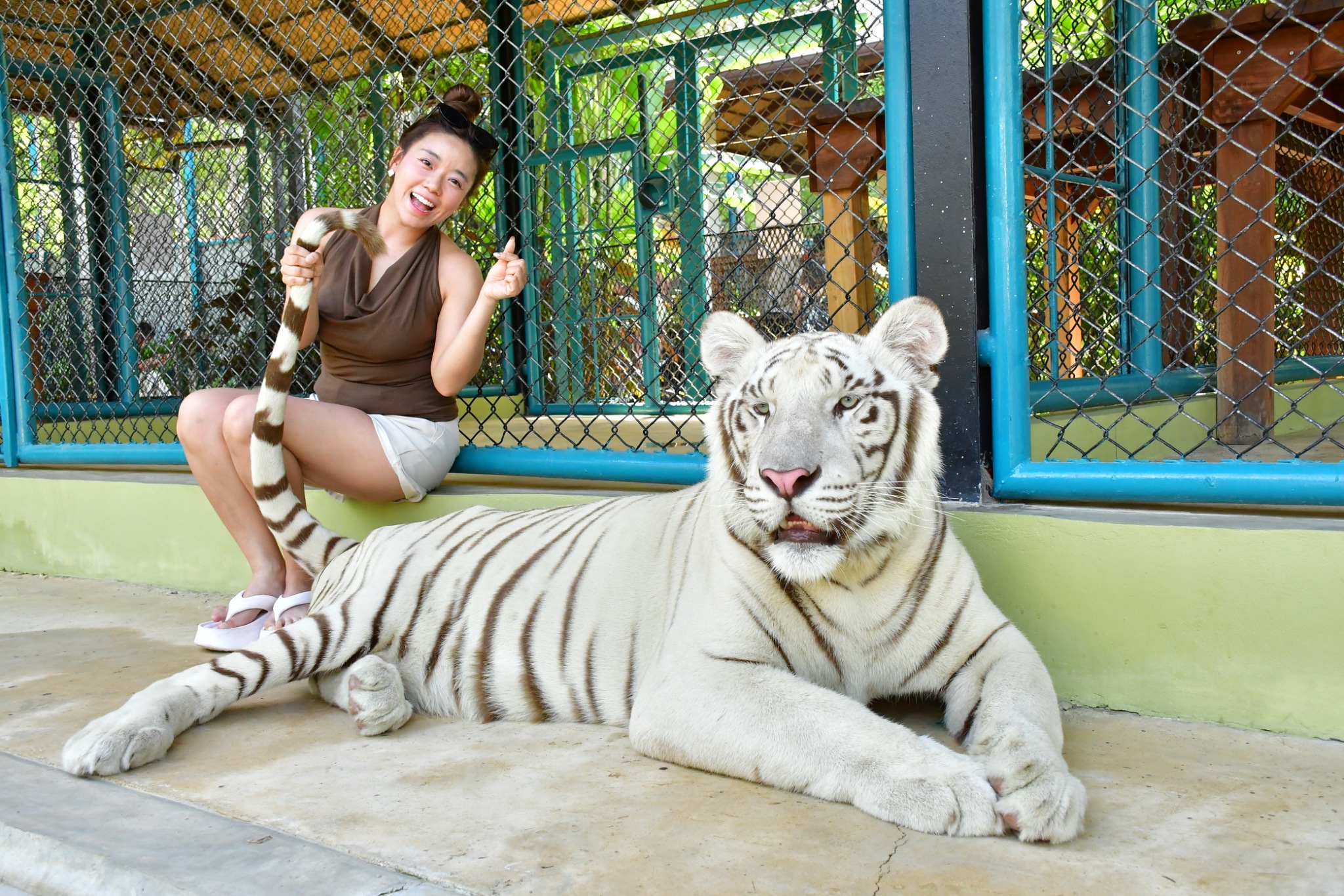 Tiger Gallery Image