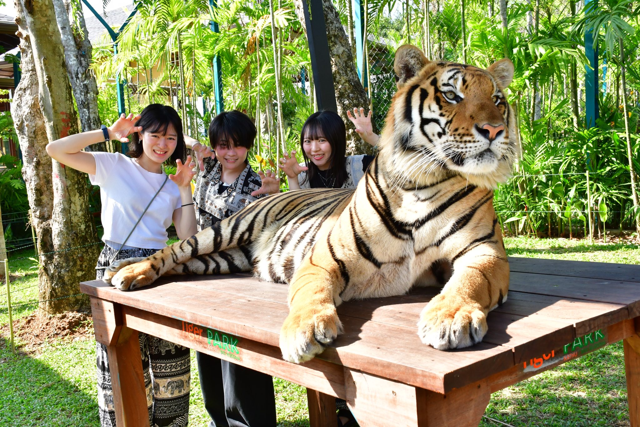 Tiger Gallery Image
