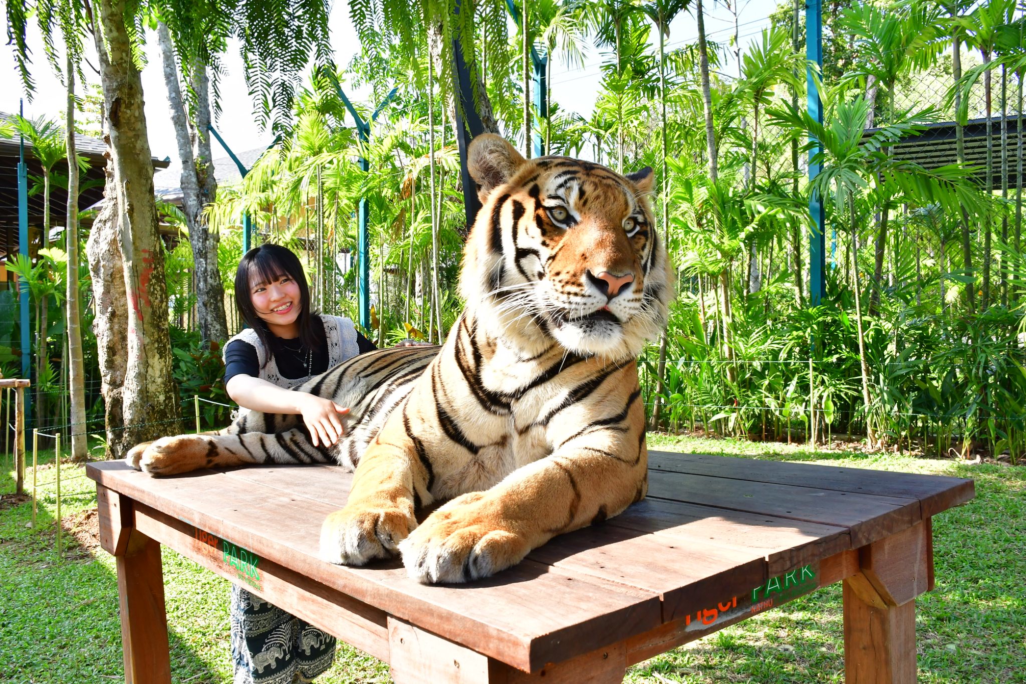 Tiger Gallery Image