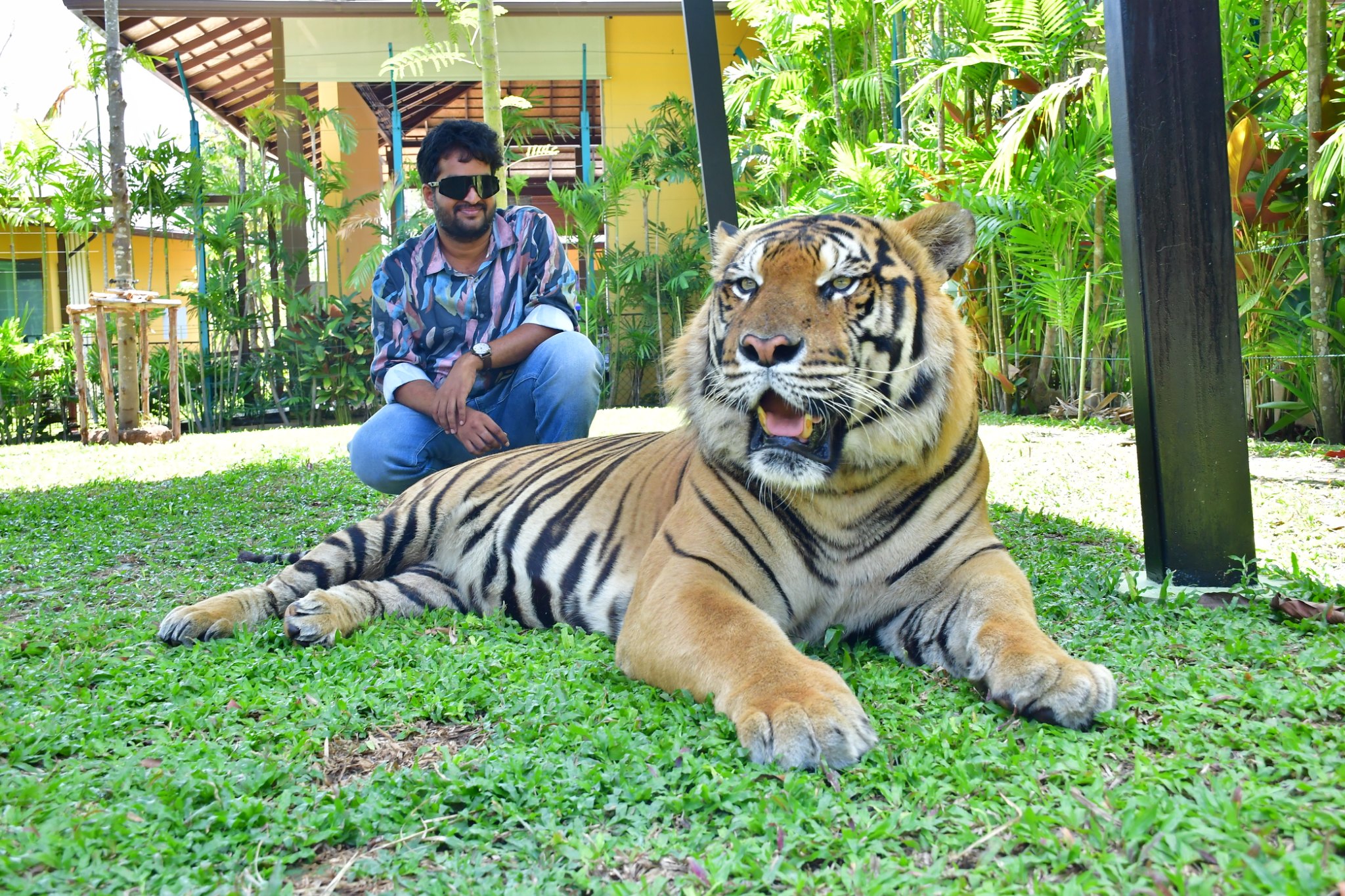 Tiger Gallery Image