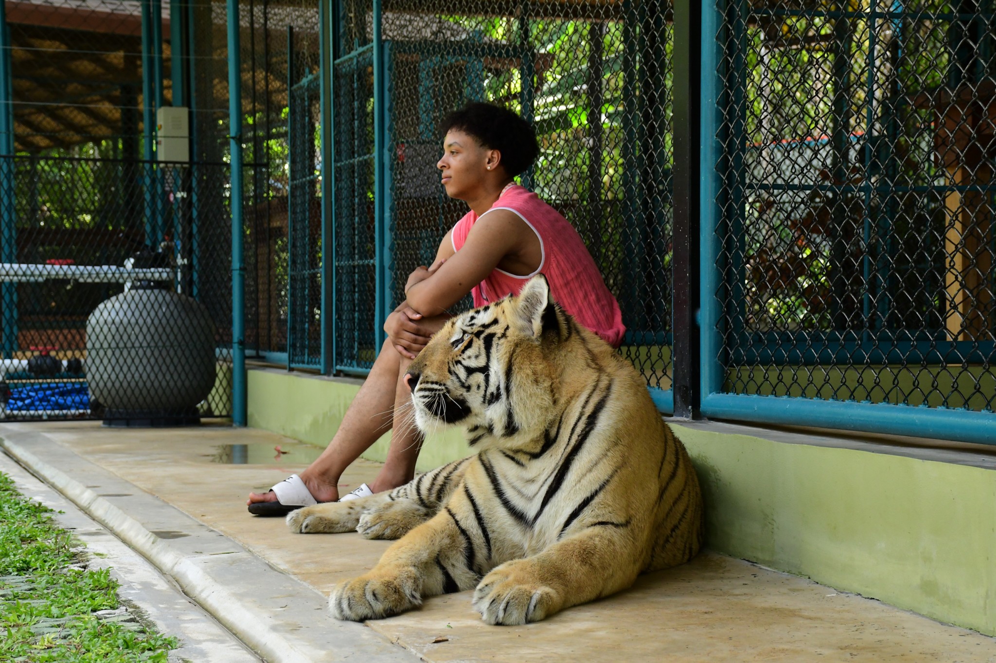 Tiger Gallery Image