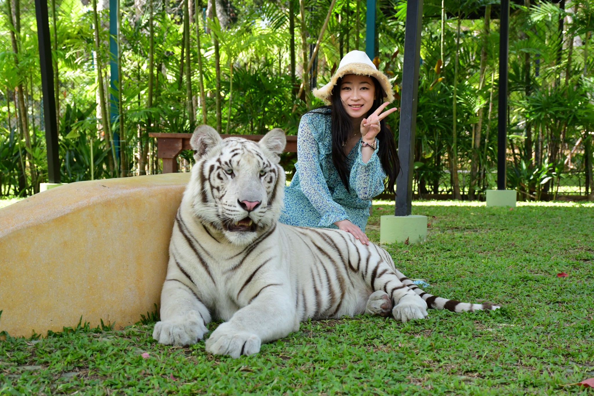 Tiger Gallery Image