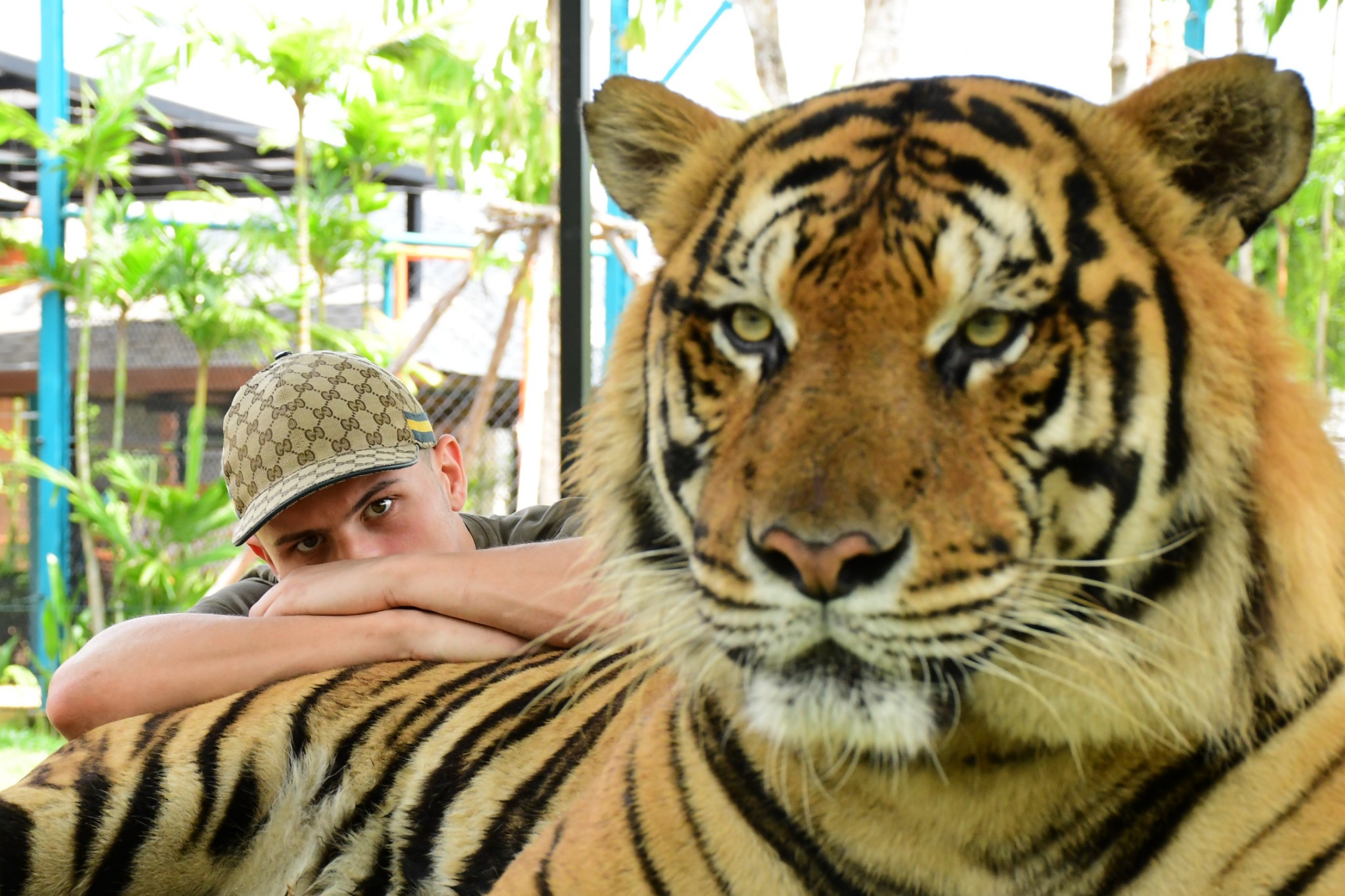 Tiger Gallery Image