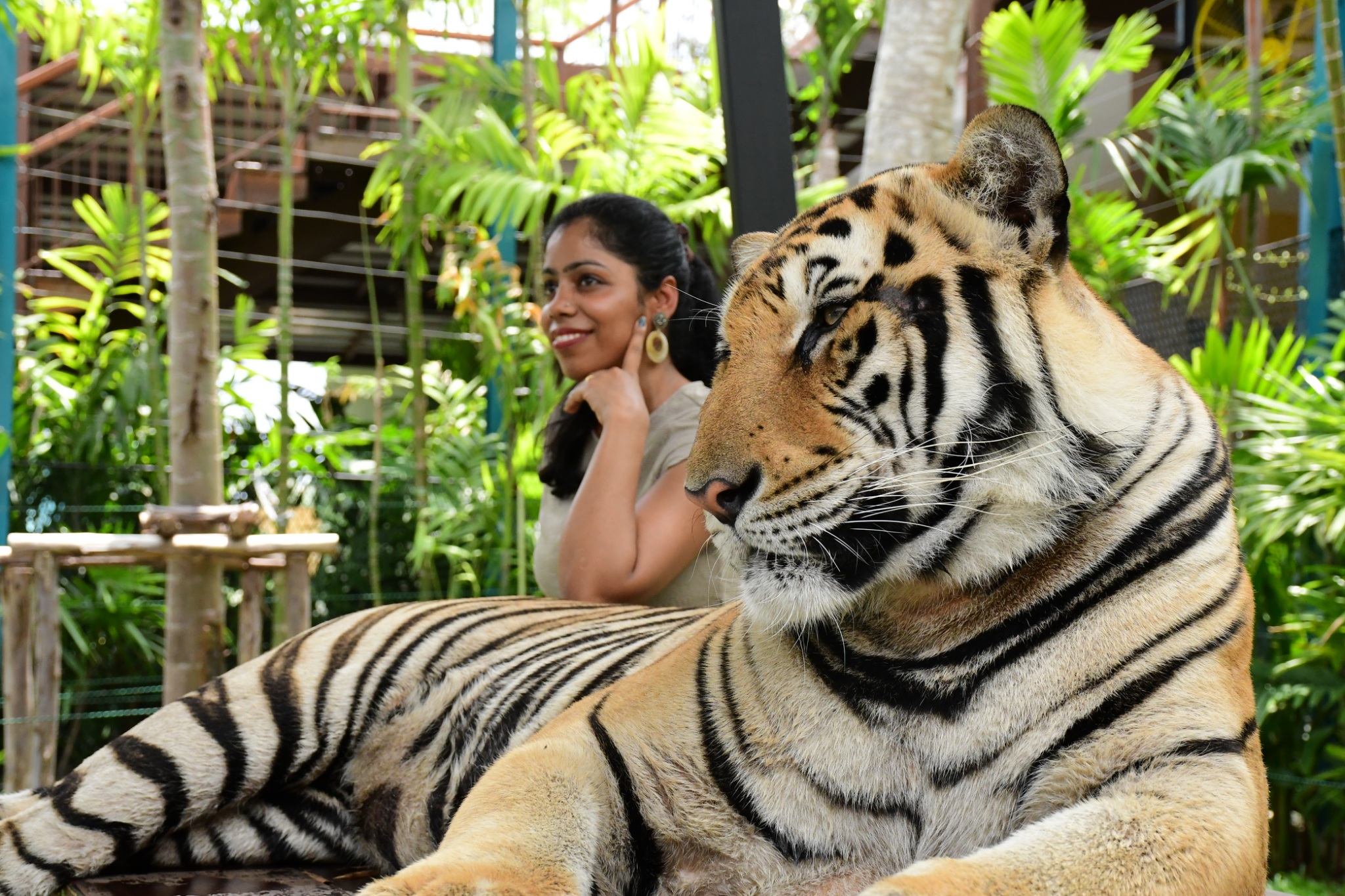 Tiger Gallery Image