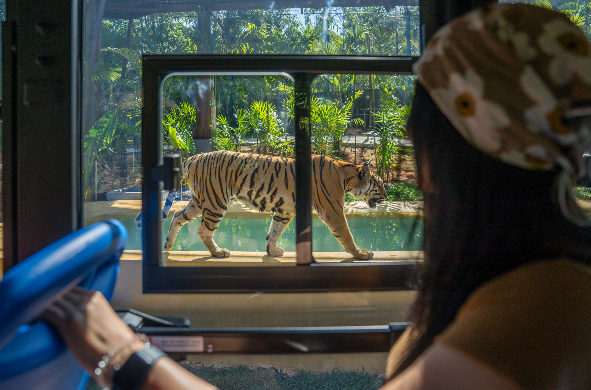 Tiger Gallery Image