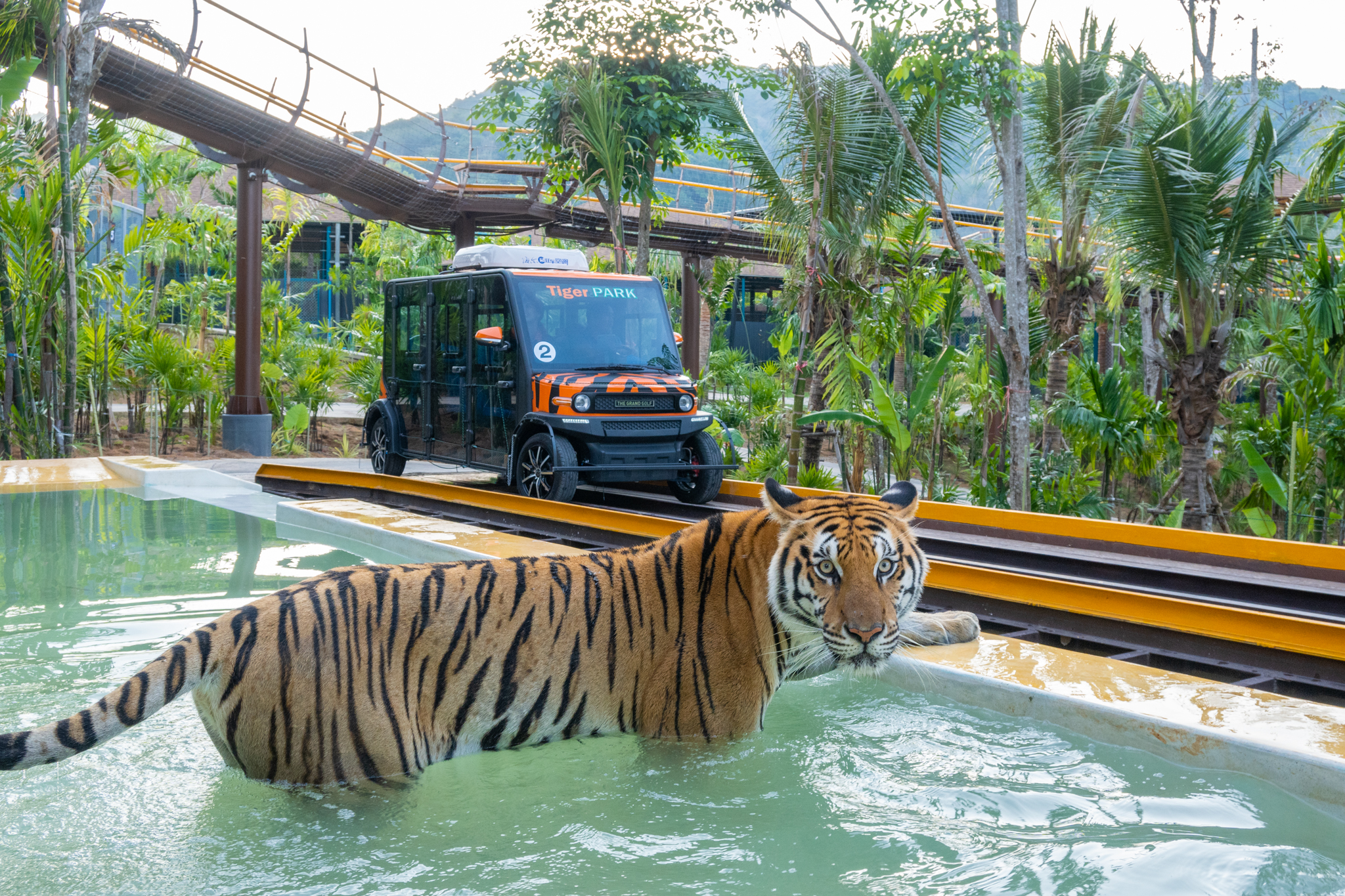 Tiger Gallery Image