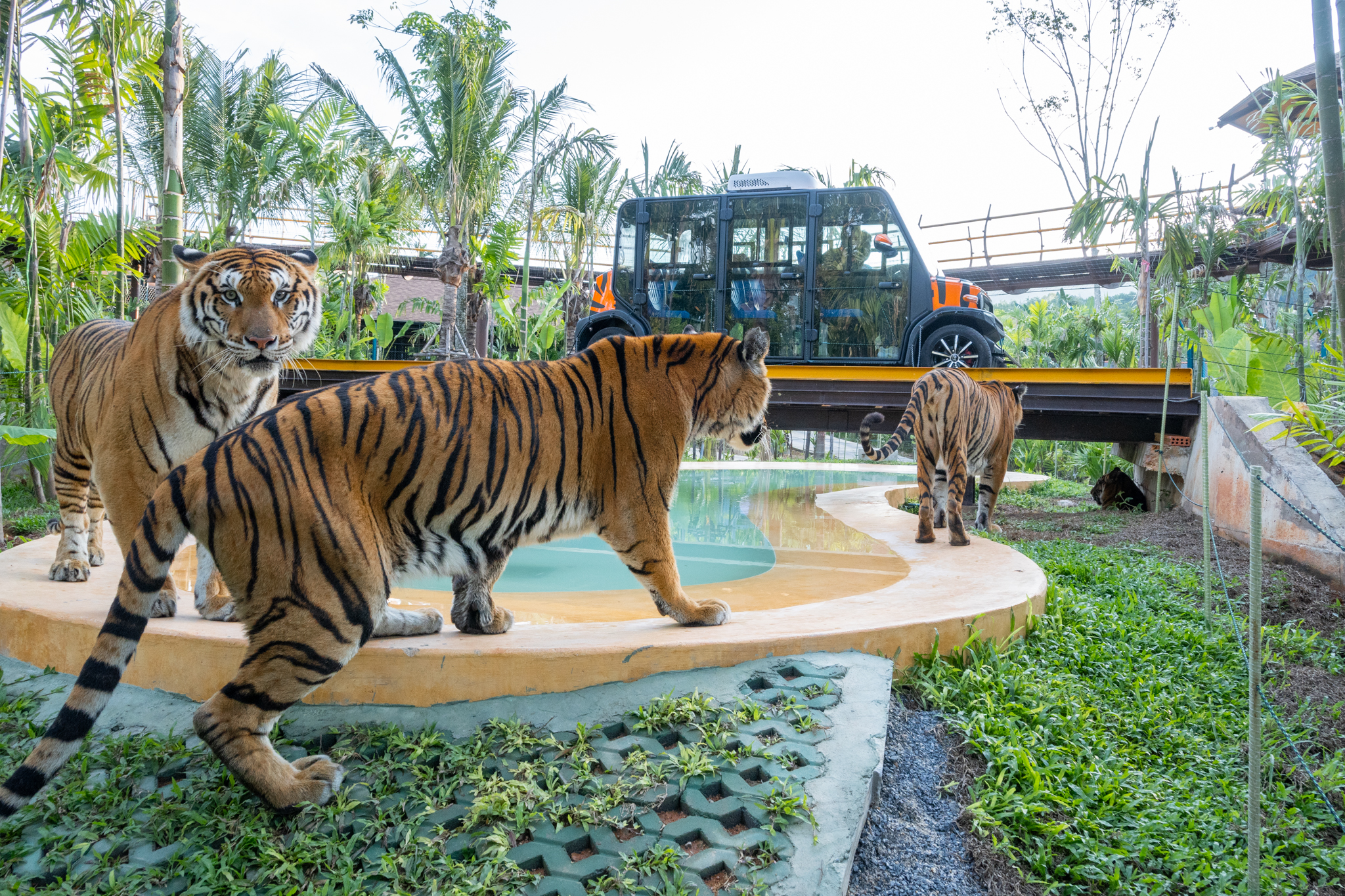 Tiger Gallery Image