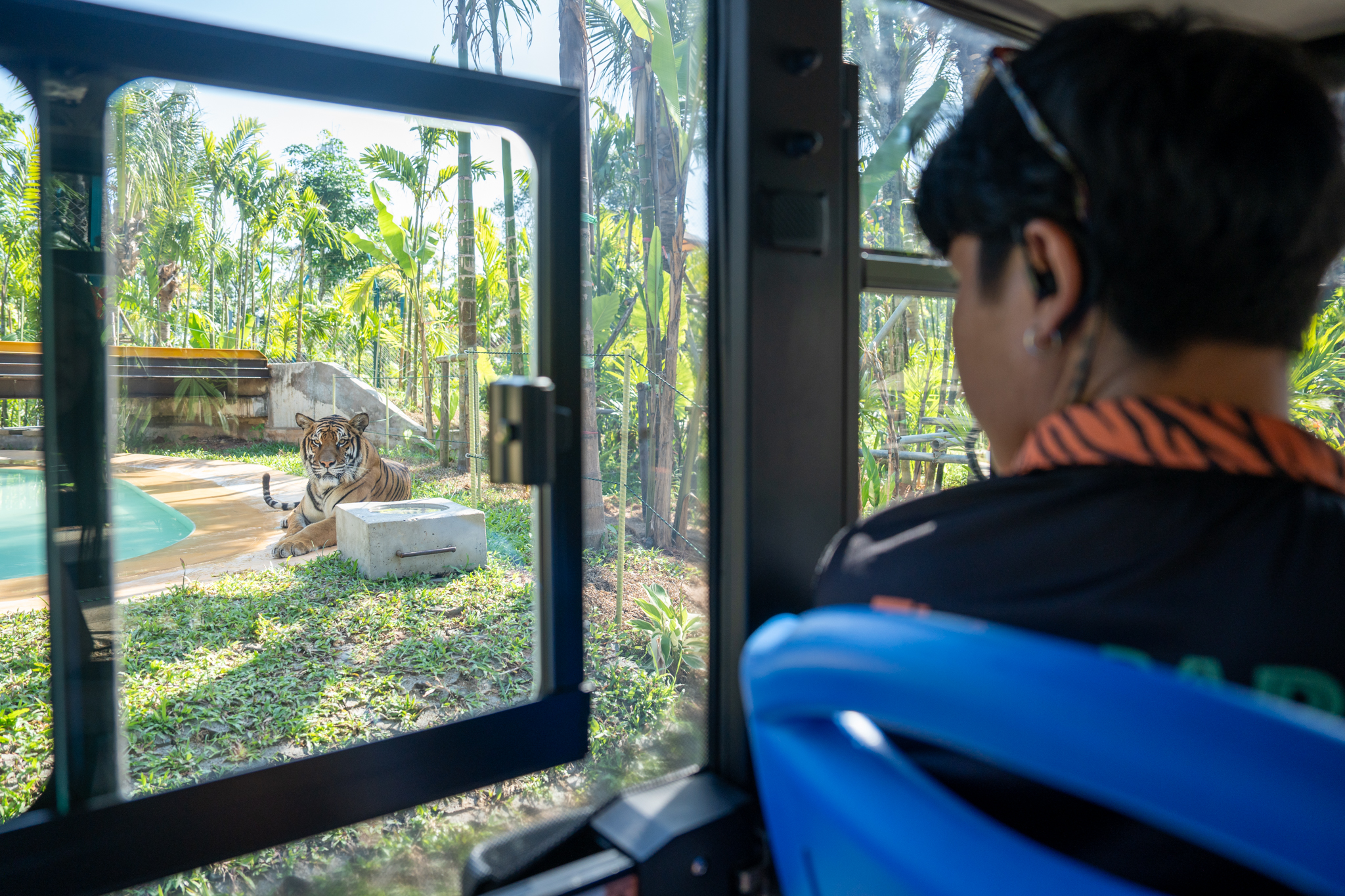 Tiger Gallery Image
