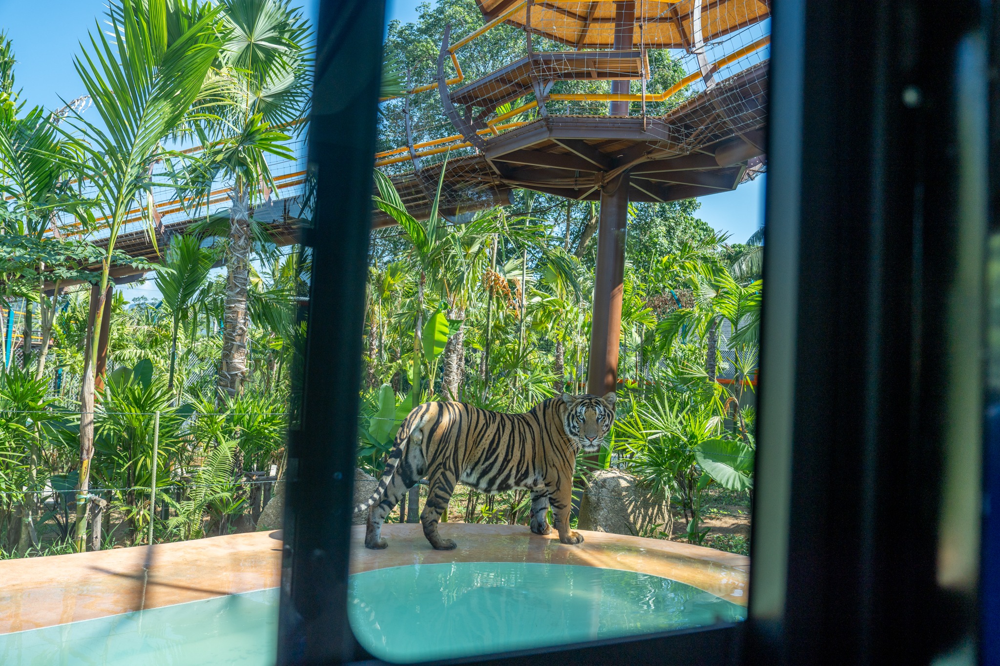 Tiger Gallery Image