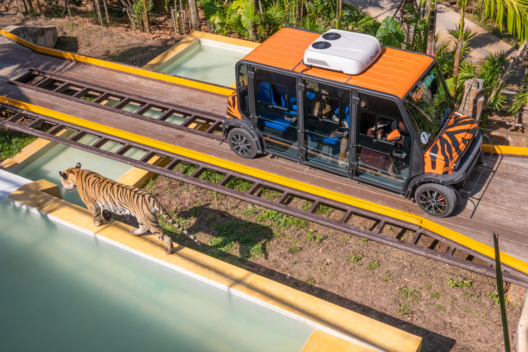 Tiger Gallery Image