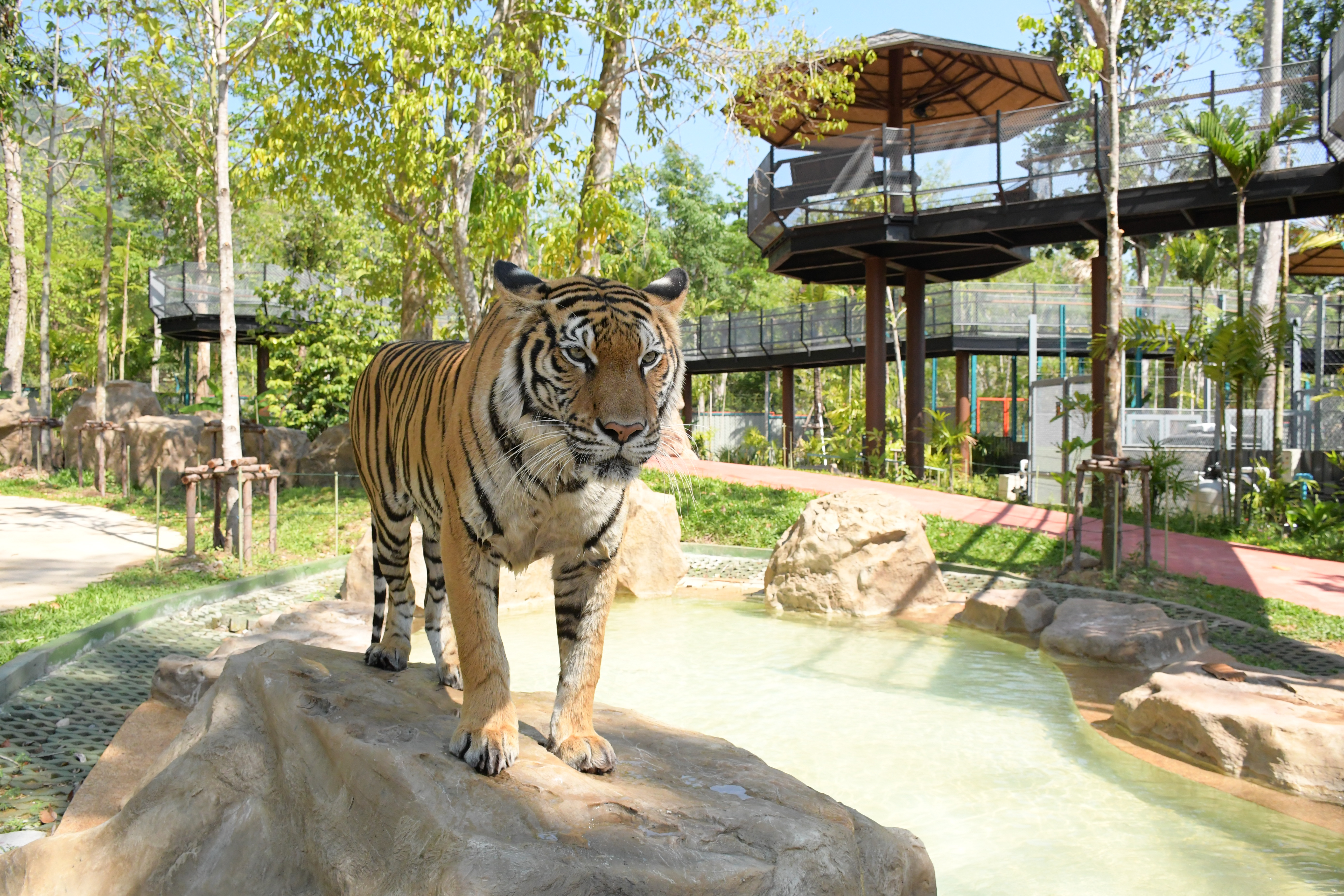 Tiger Gallery Image