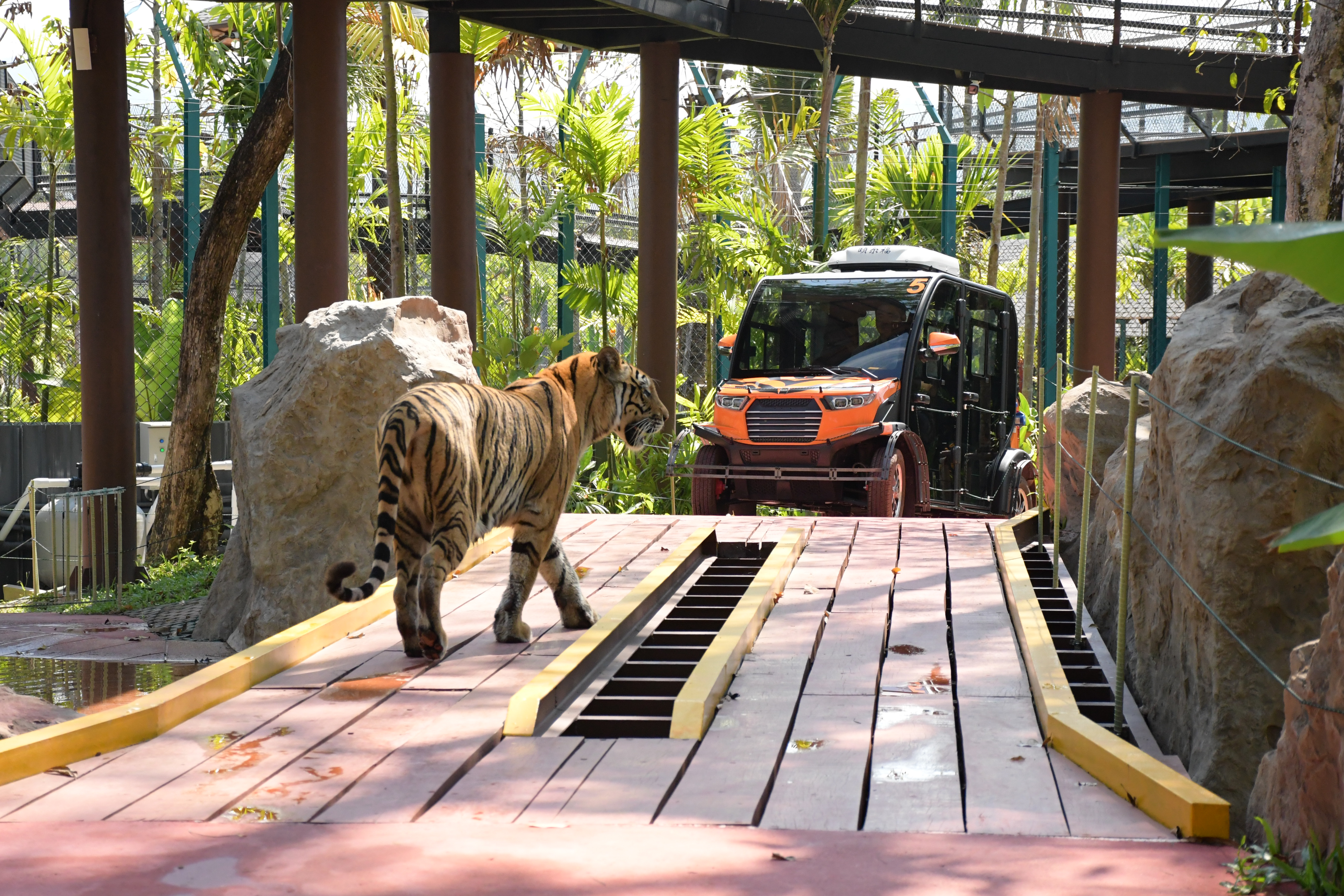 Tiger Gallery Image