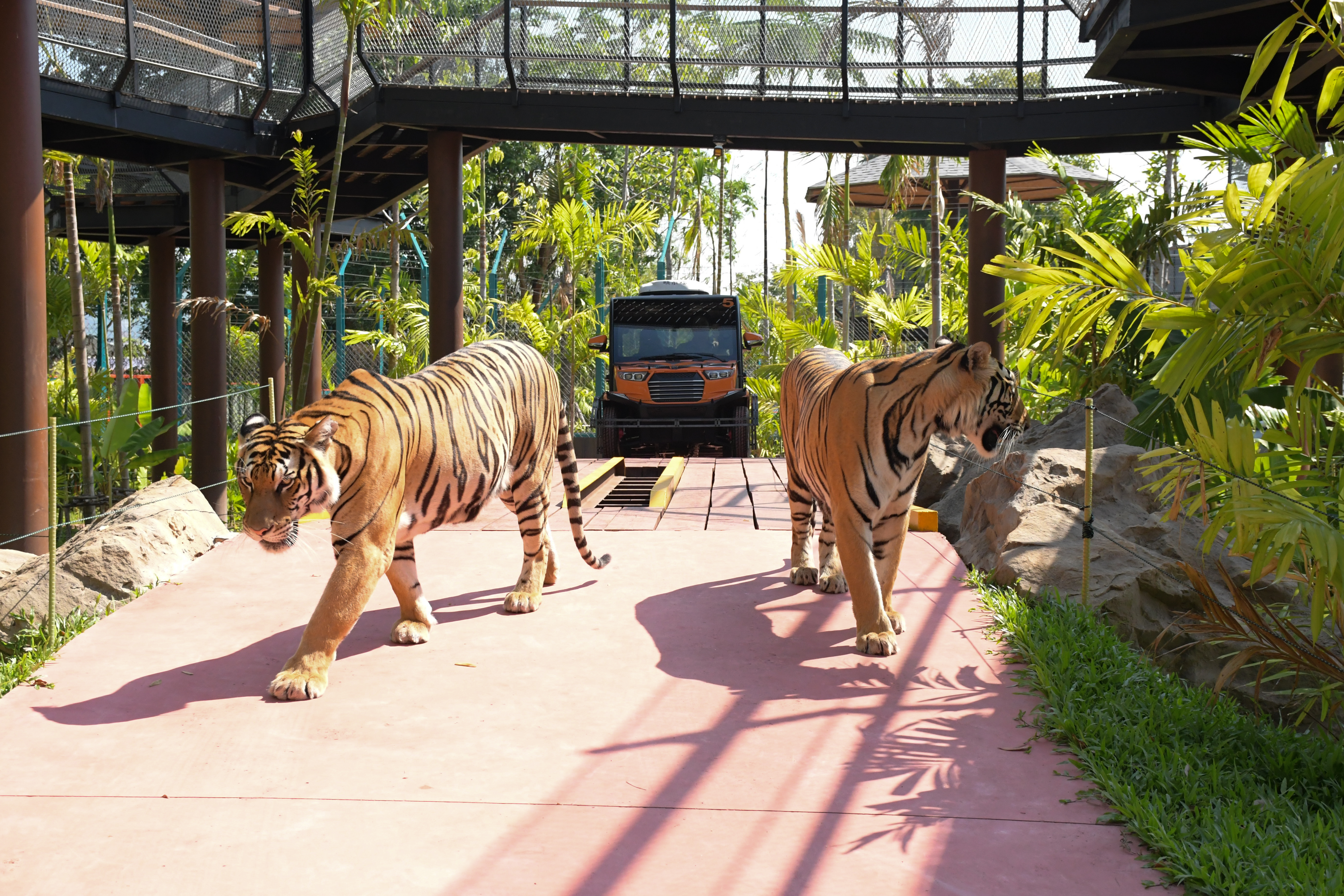 Tiger Gallery Image