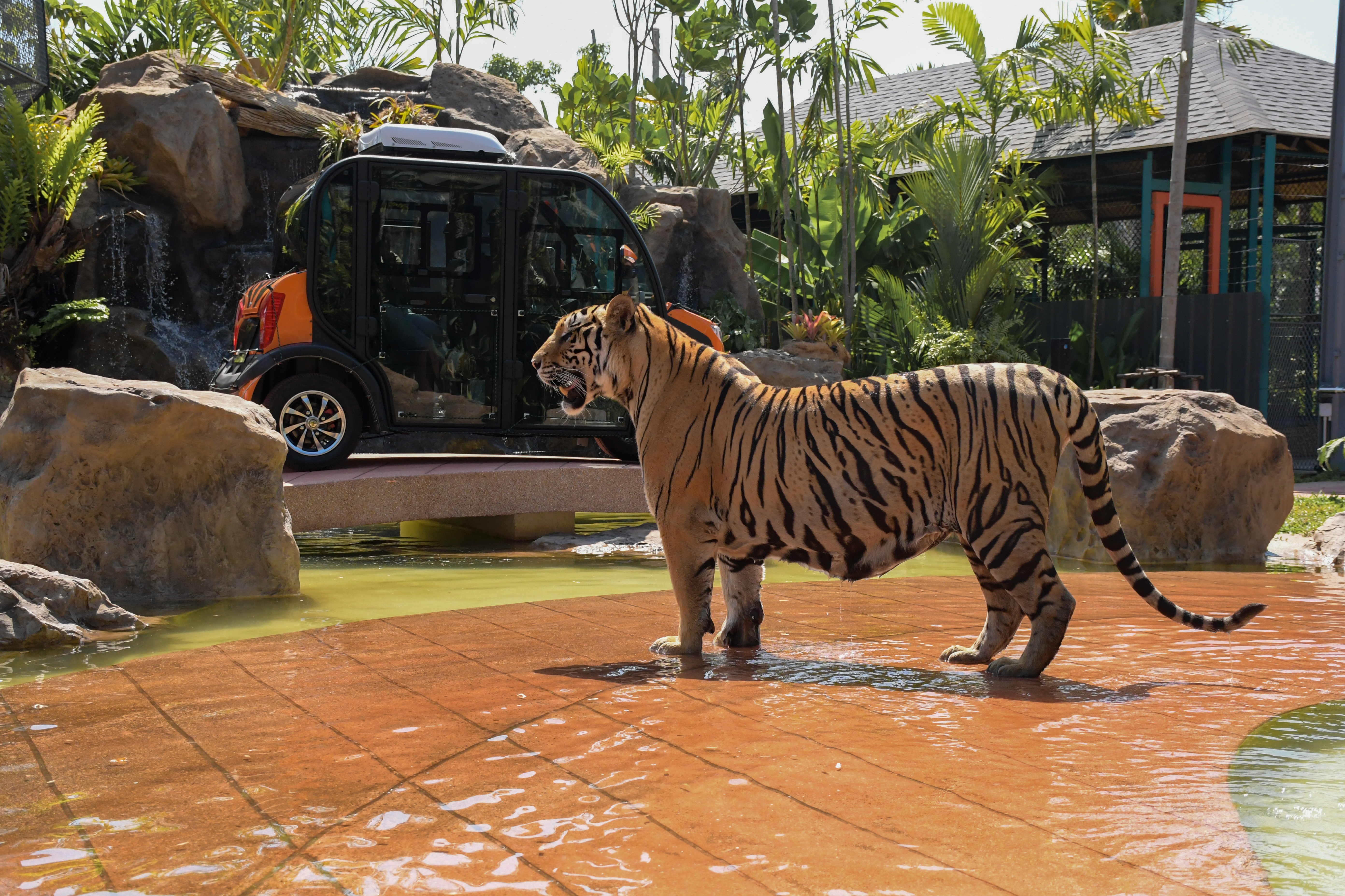 Tiger Gallery Image