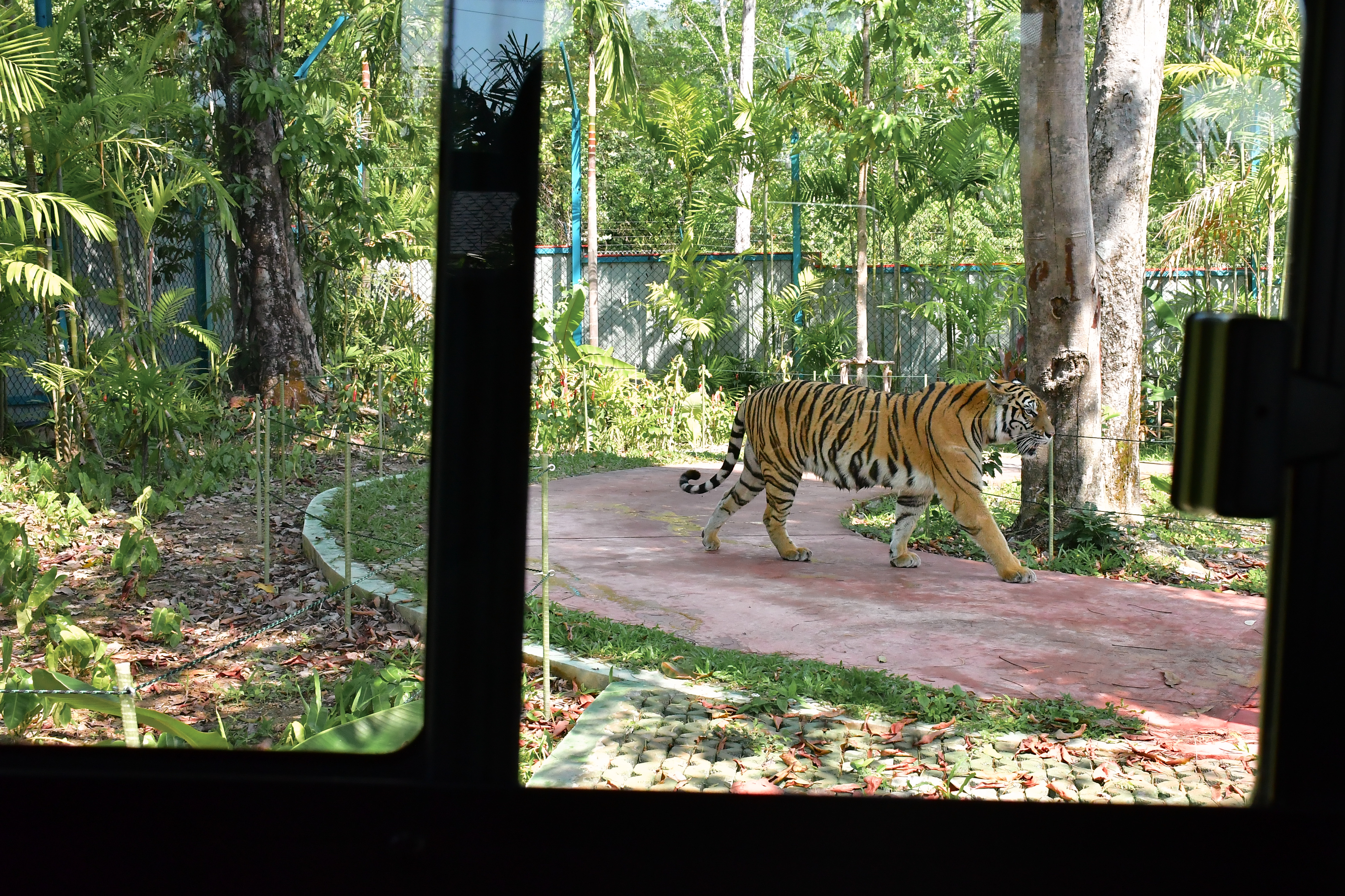 Tiger Gallery Image