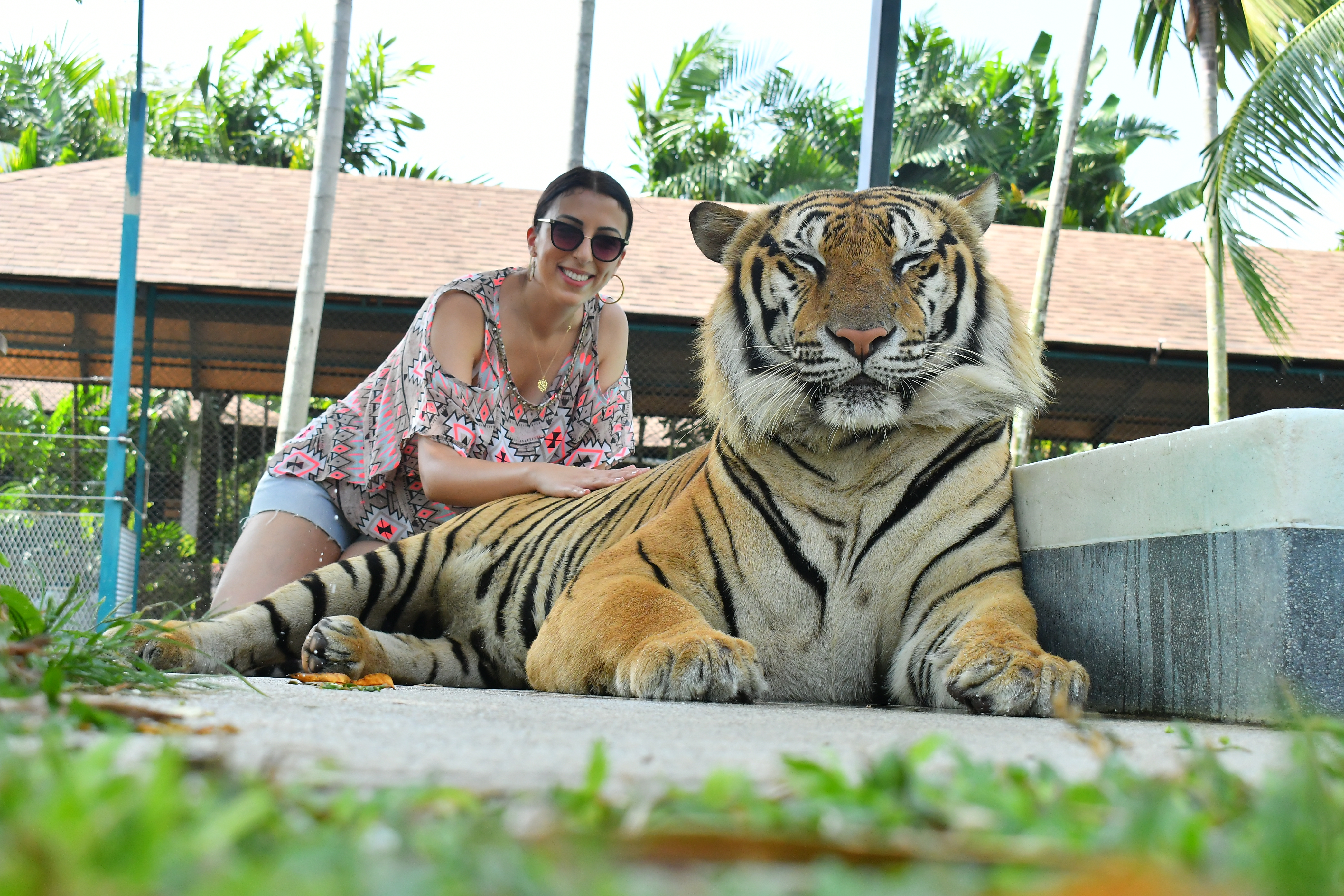 บิ๊กไทเกอร์