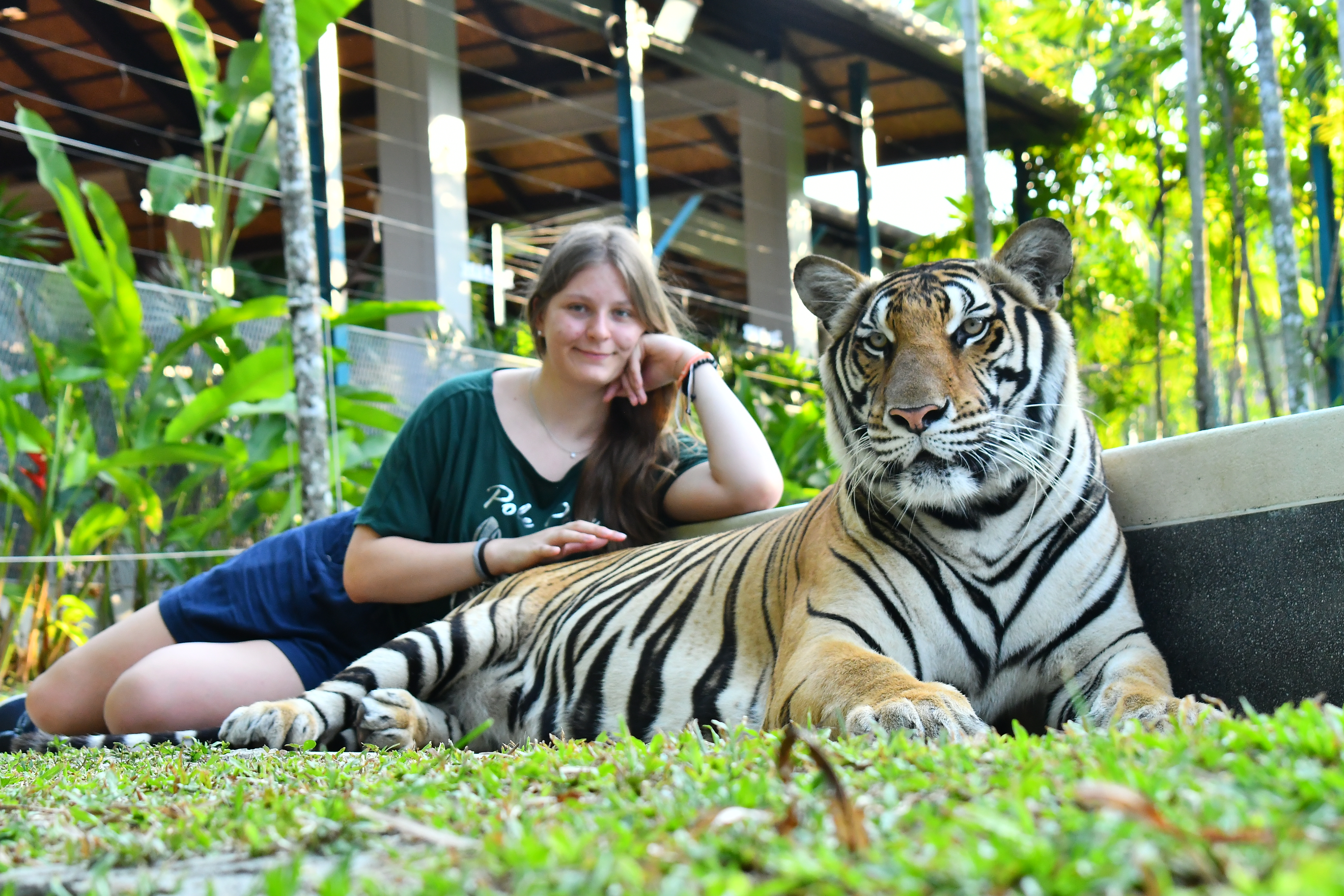 มีเดียมไทเกอร์